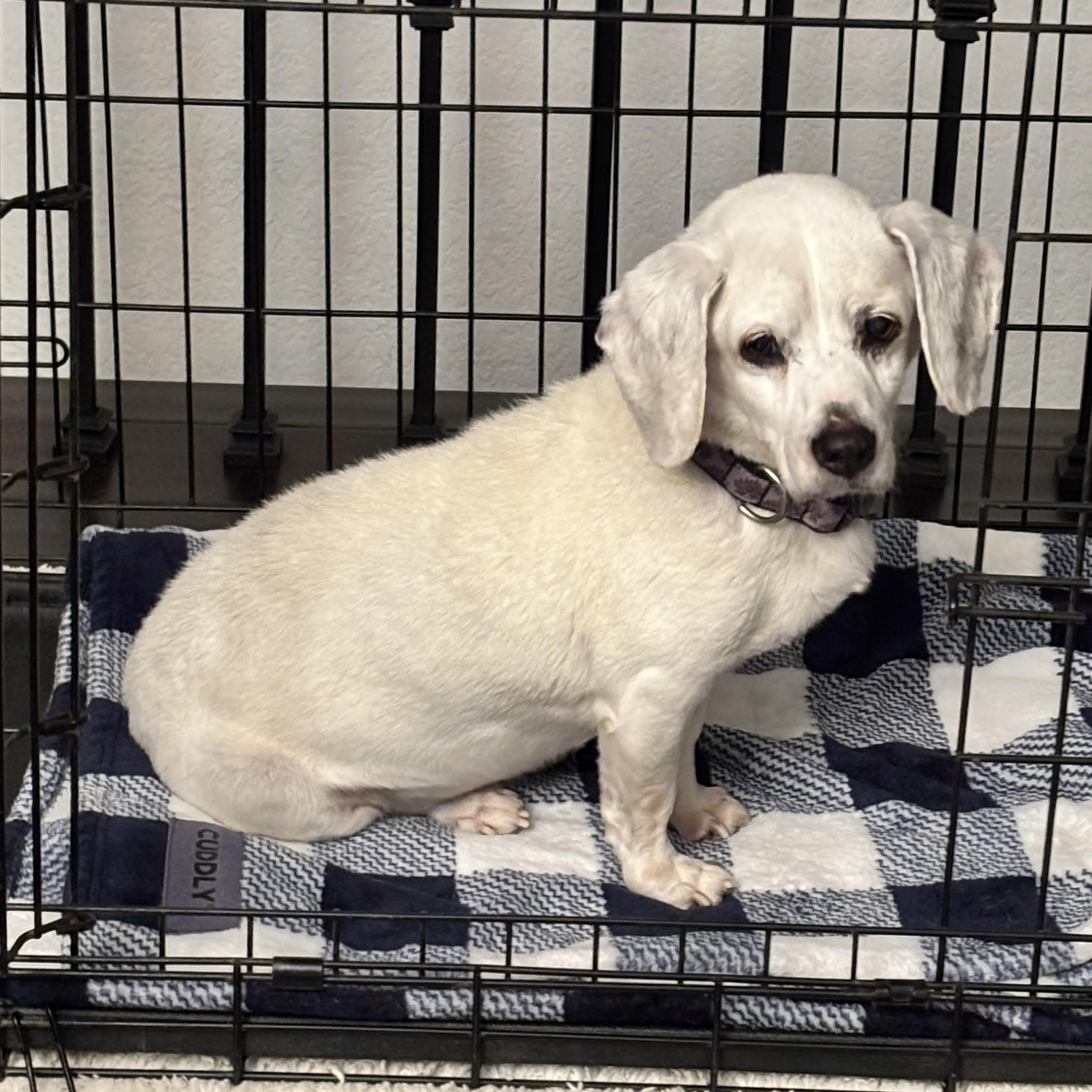 Shylo~ rare white senior Beagle, Adoptable, Senior Female Beagle.