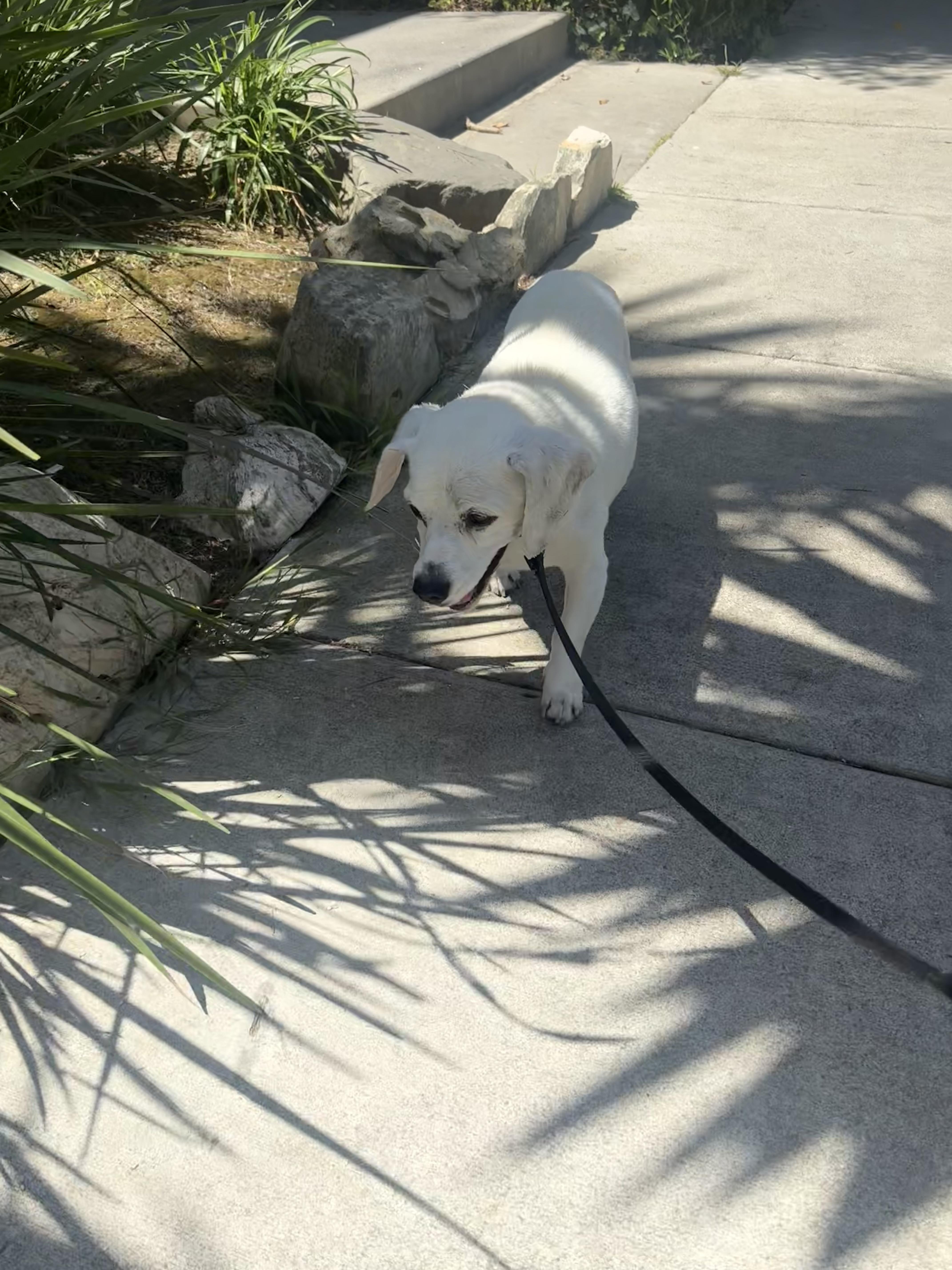 Enlarge Shylo~ rare white senior Beagle, a Adoptable Beagle in Irvine, CA image 6/6
