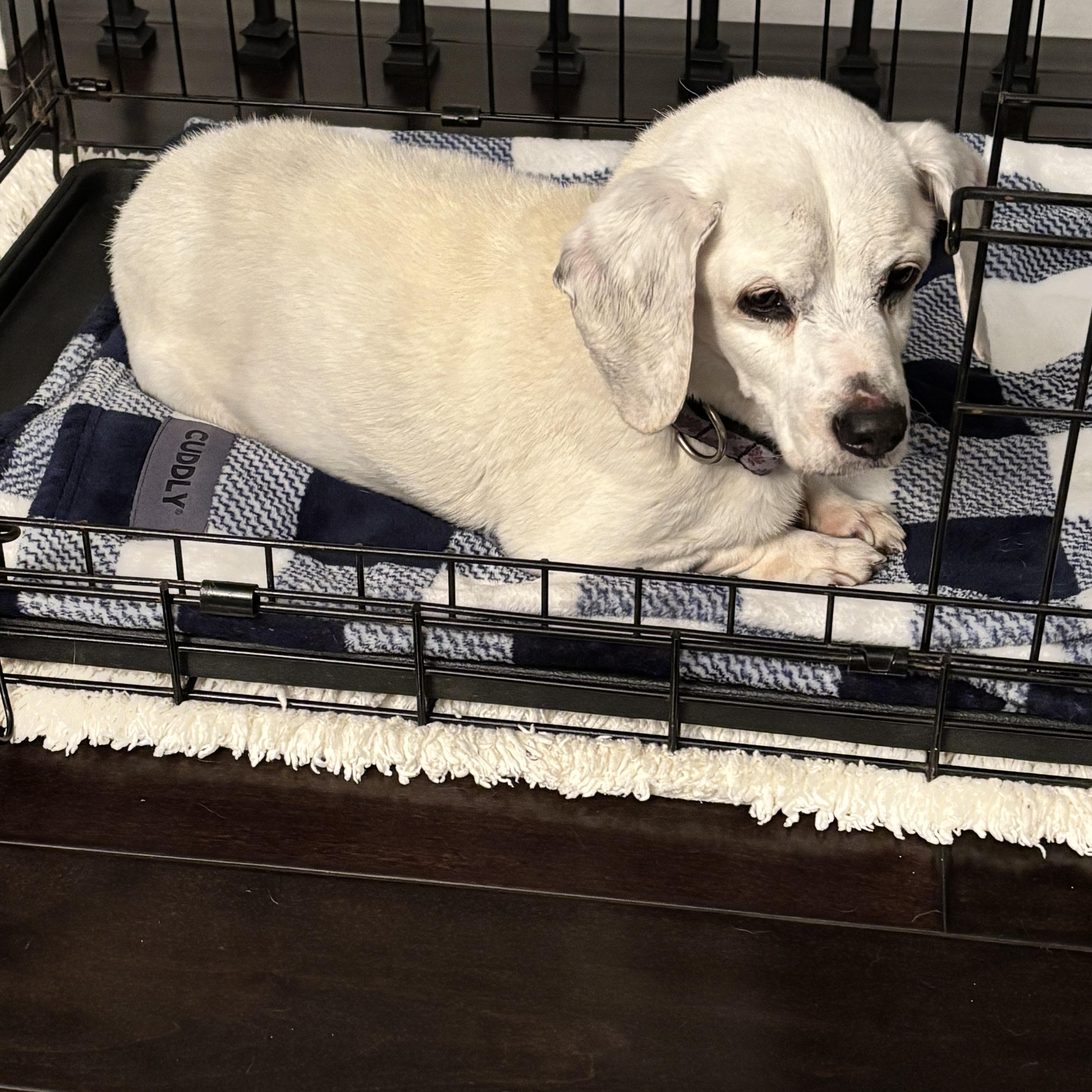 Enlarge Shylo~ rare white senior Beagle, a Adoptable Beagle in Irvine, CA image 3/6