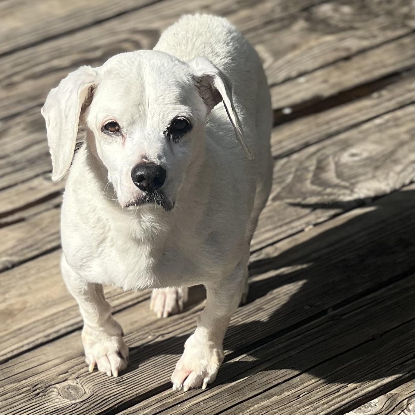 Enlarge Shylo~ rare white senior Beagle, a Adoptable Beagle in Irvine, CA image 2/6