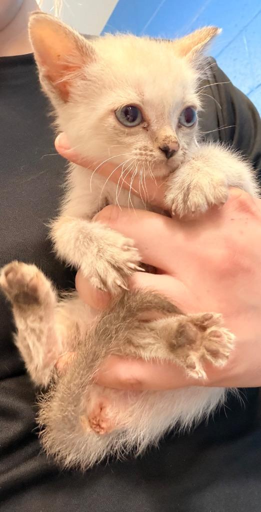 Enlarge Sage, a Adoptable mixed breed in Newcastle, OK image 1/1