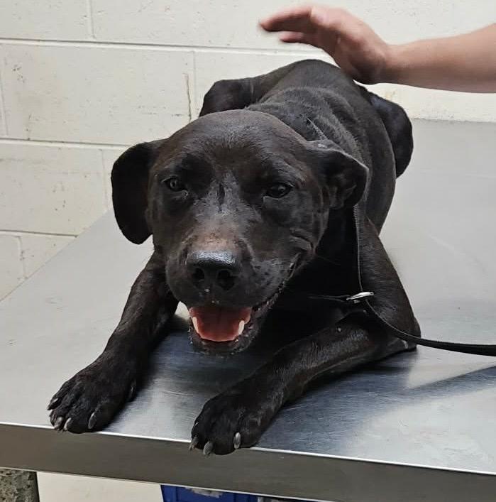 ZuZu, Adoptable, Young Female Plott Hound & Mixed Breed.