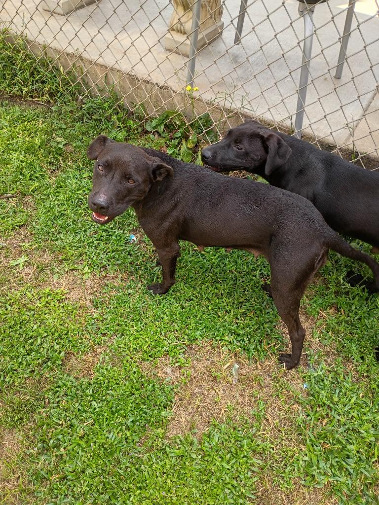 Enlarge ZuZu, a Adoptable mixed breed in Albany, GA image 2/6