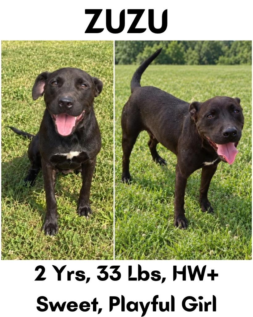 Enlarge ZuZu, a Adoptable mixed breed in Albany, GA image 4/6