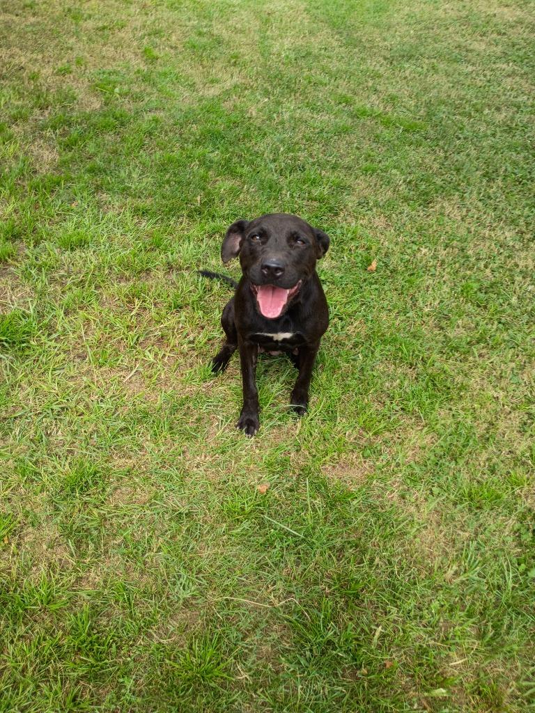 Enlarge ZuZu, a Adoptable mixed breed in Albany, GA image 5/6