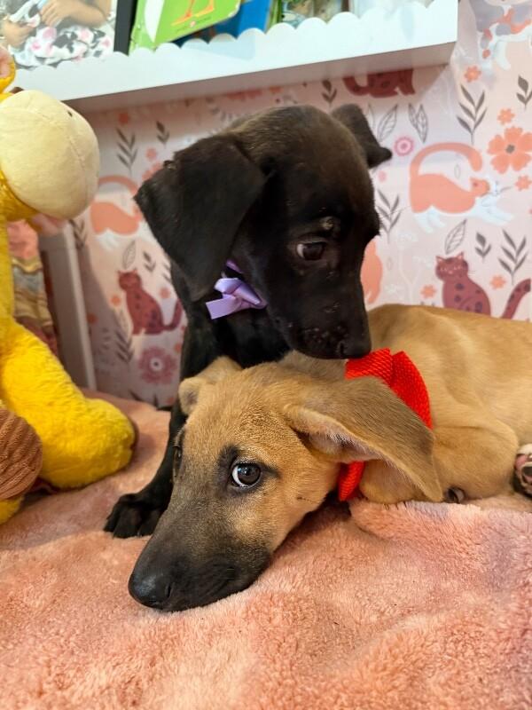 Milky Way Candy Bar 3