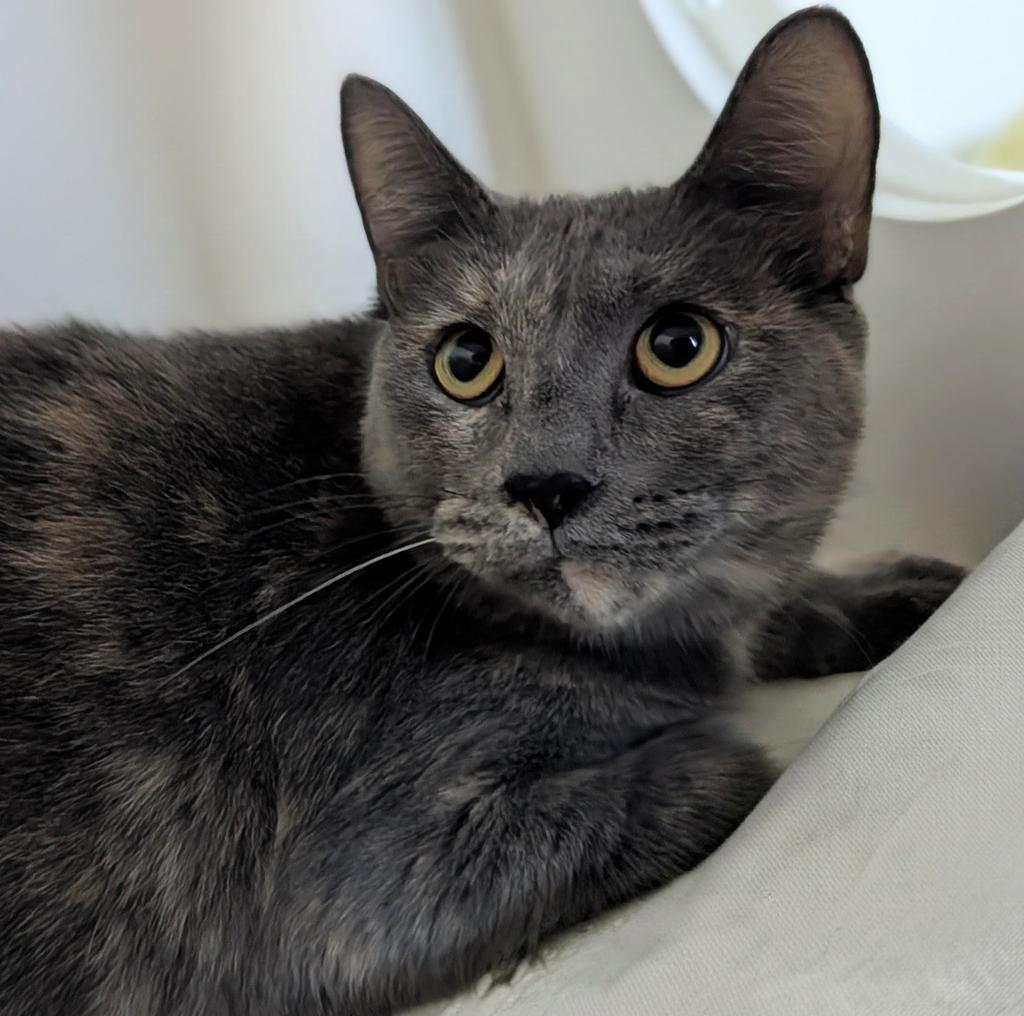 Enlarge Element, a Adoptable mixed breed in Greenfield, IN image 1/5