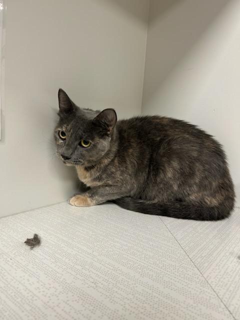 Enlarge Element, a Adoptable mixed breed in Greenfield, IN image 2/5
