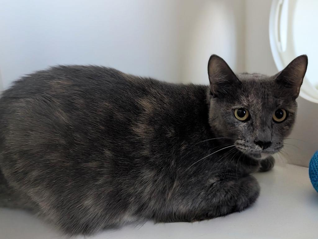 Enlarge Element, a Adoptable mixed breed in Greenfield, IN image 3/5