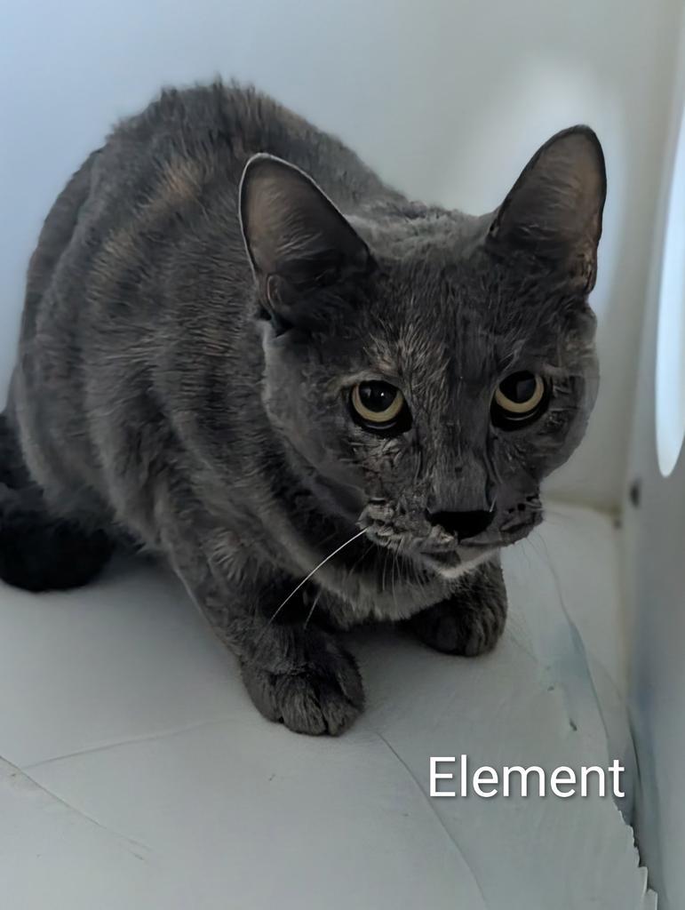 Enlarge Element, a Adoptable mixed breed in Greenfield, IN image 4/5