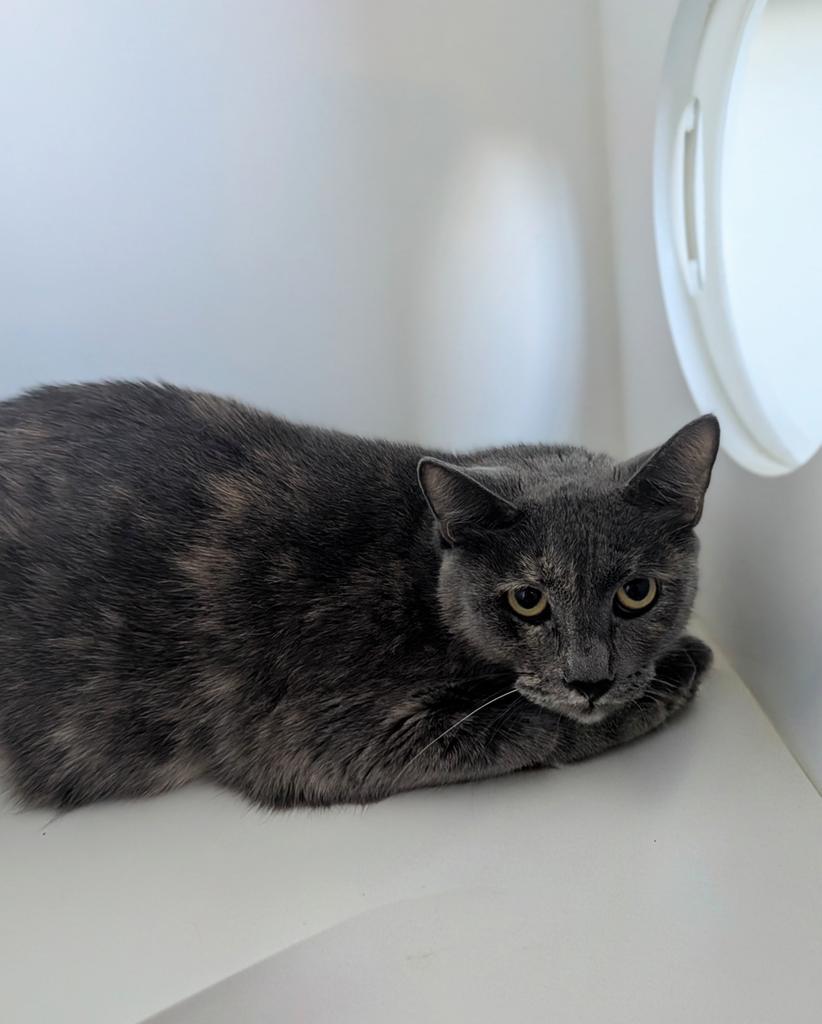 Enlarge Element, a Adoptable mixed breed in Greenfield, IN image 5/5