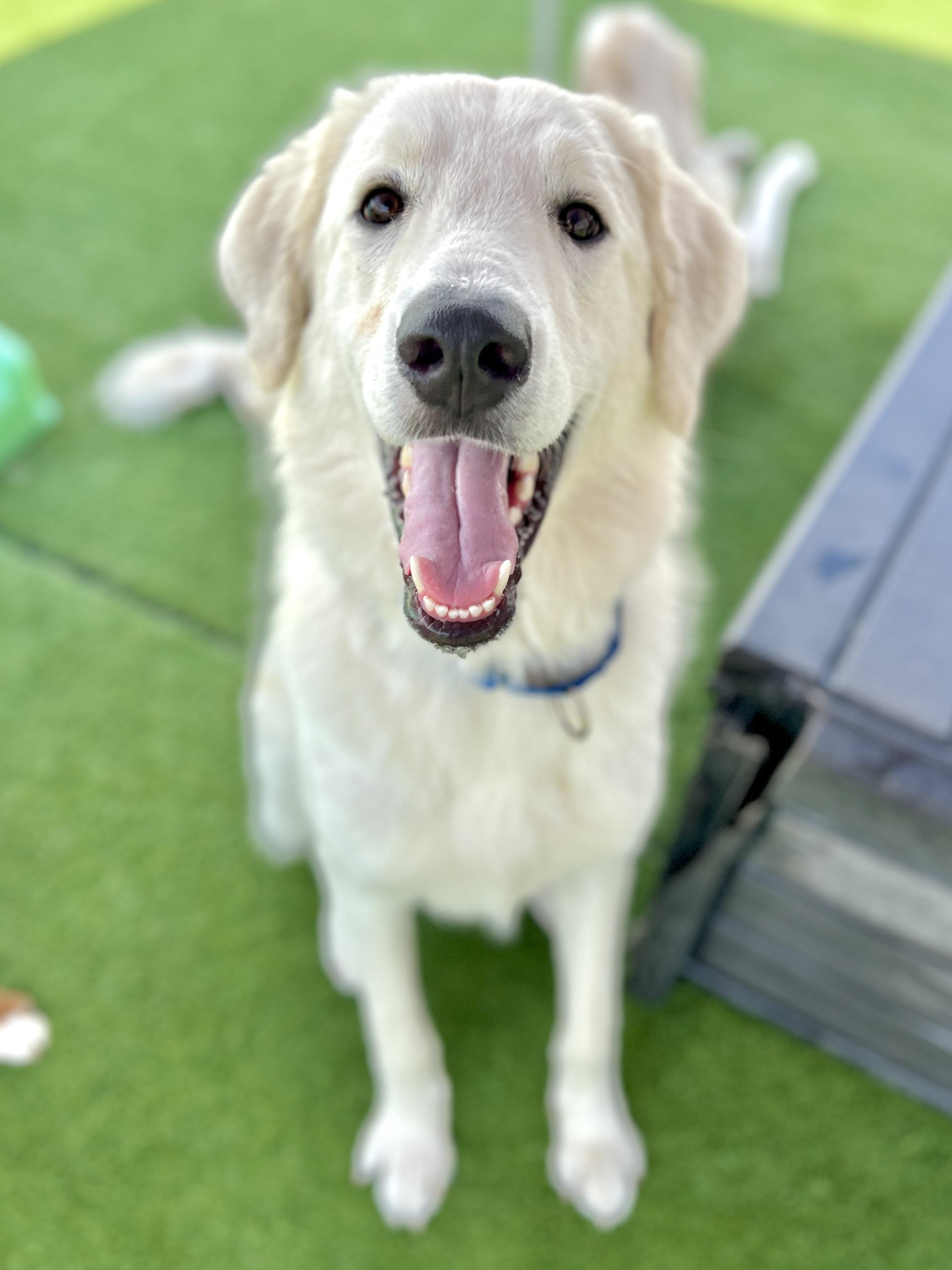 Crocket, Adopted, Young Male Great Pyrenees & Golden Retriever.