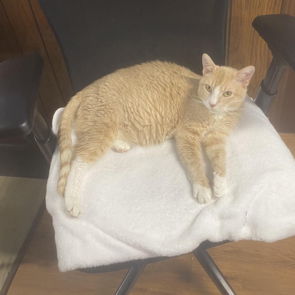 Archibald - SPECIAL NEEDS - DIABETIC, Adoptable, Senior Male Domestic Short Hair.