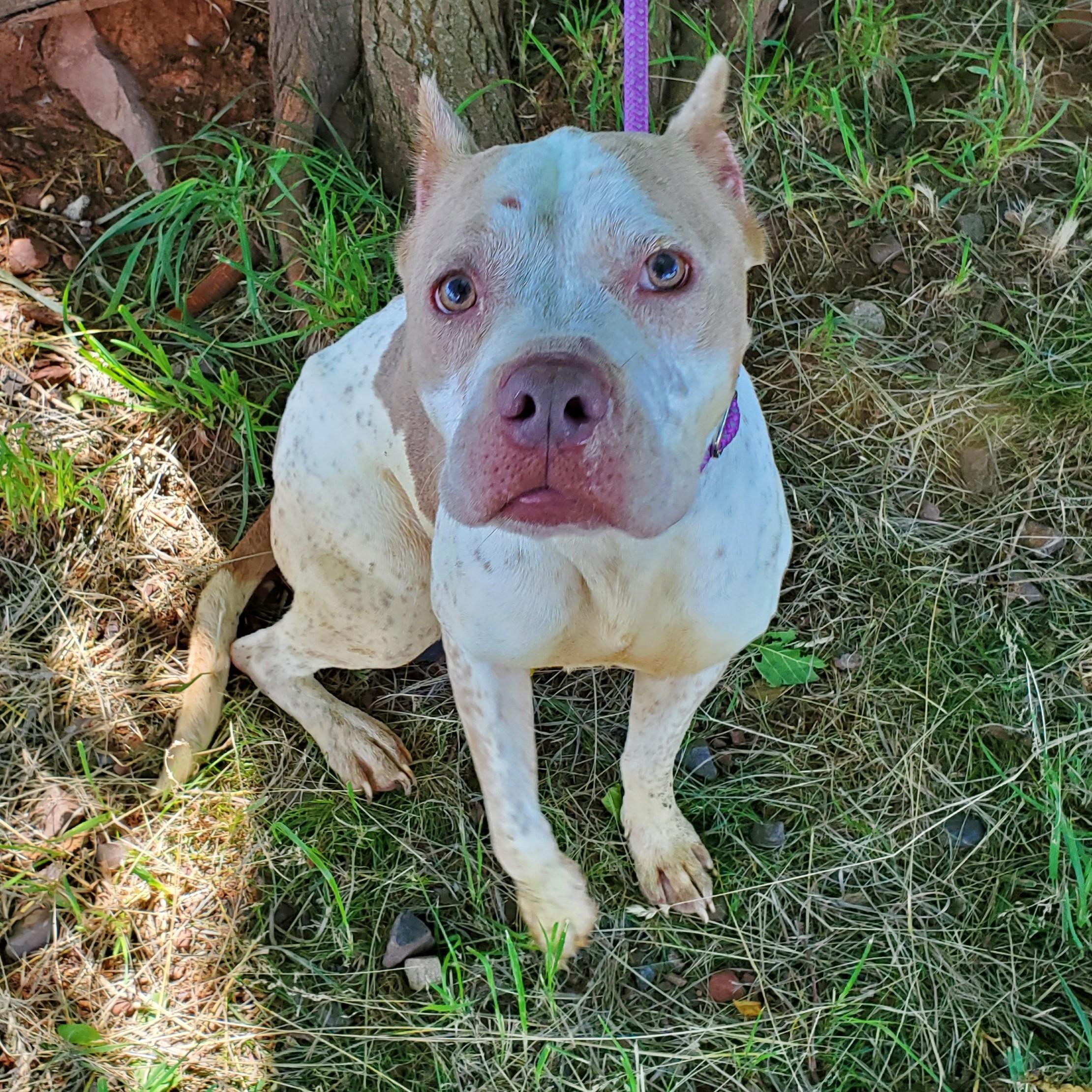 Splatter, ADOPTABLE, Adult Female Pit Bull Terrier.