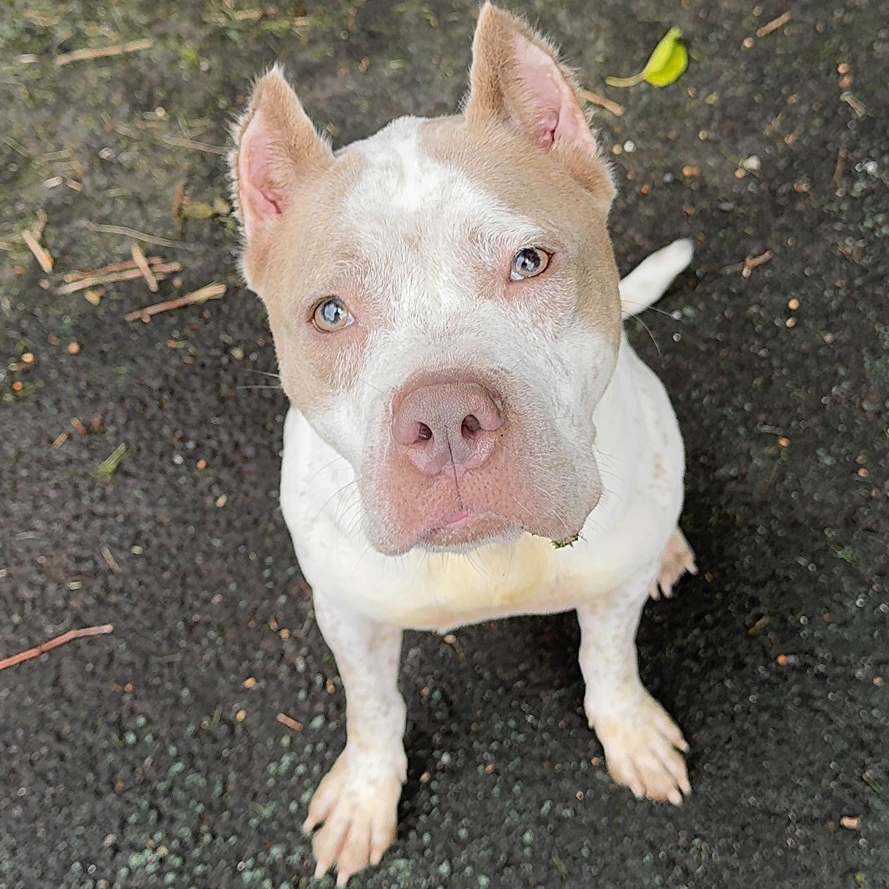 Enlarge Splatter, a ADOPTABLE Pit Bull Terrier in Jersey city, NJ image 2/2