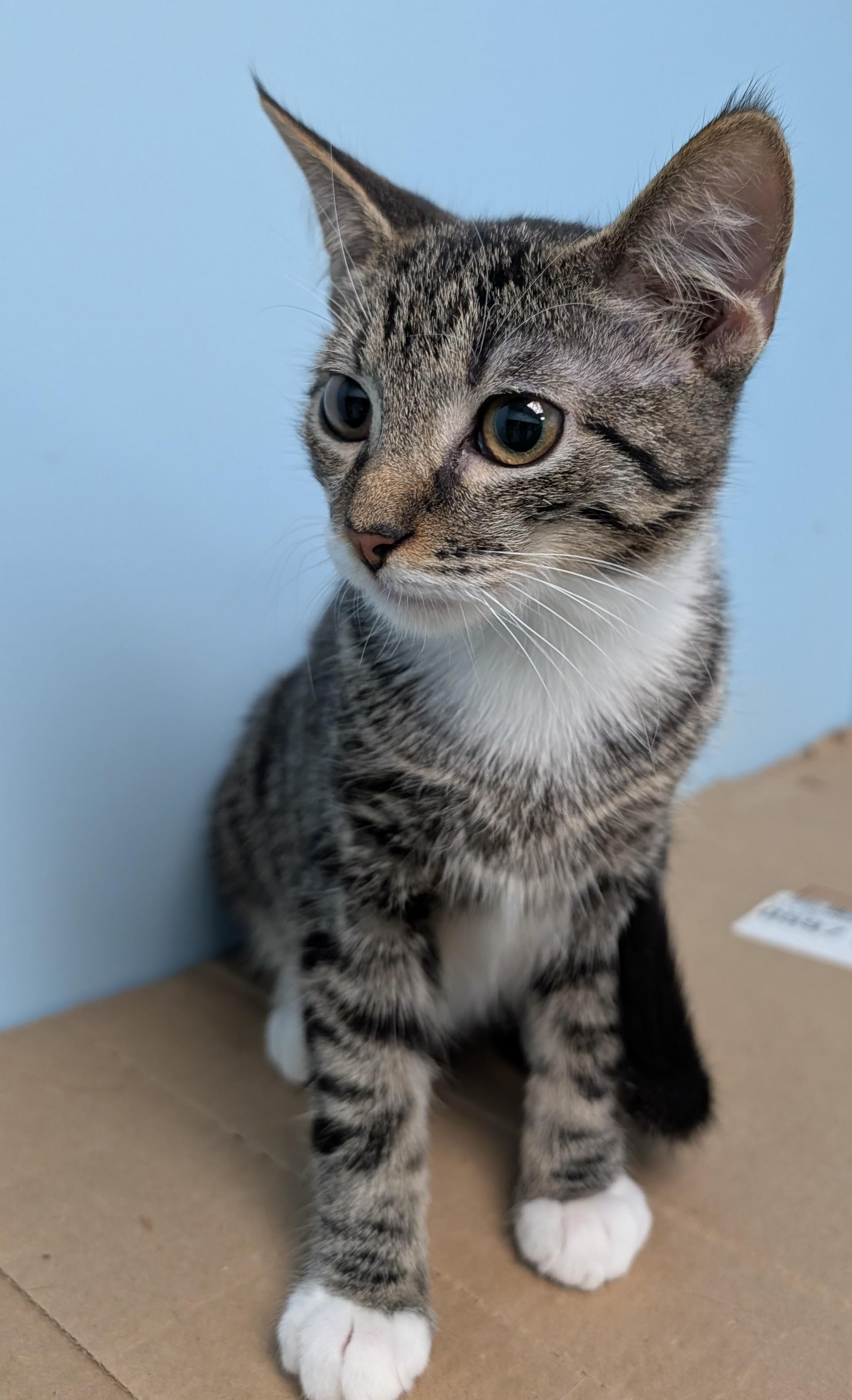 Enlarge Kevin, a Adoptable Tabby in Smithfield, NC image 1/5