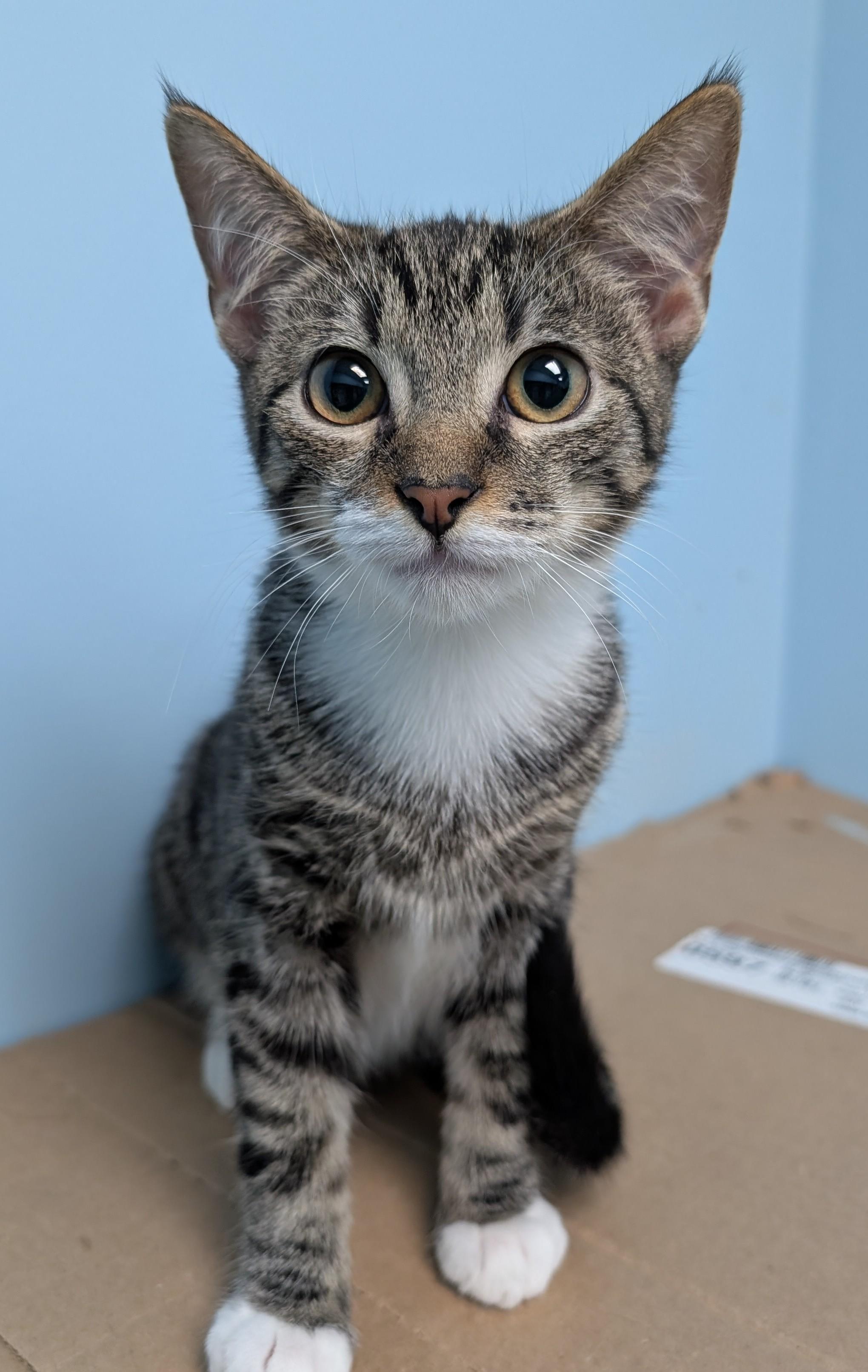 Enlarge Kevin, a Adoptable Tabby in Smithfield, NC image 2/5
