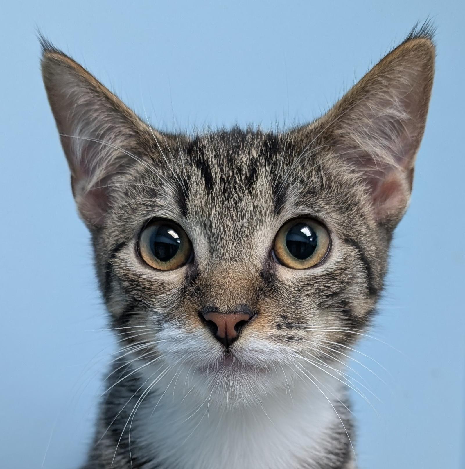 Enlarge Kevin, a Adoptable Tabby in Smithfield, NC image 3/5