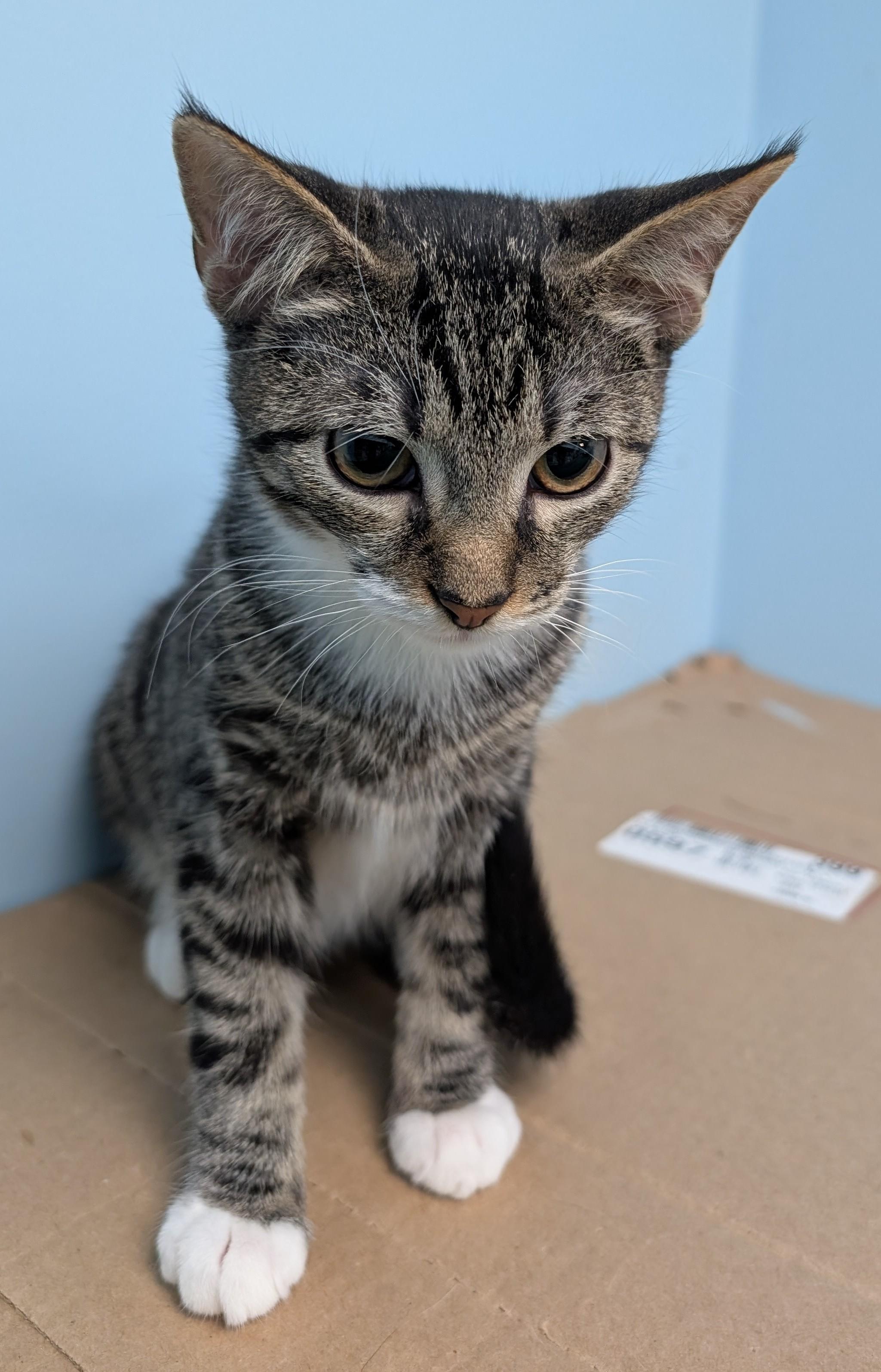 Enlarge Kevin, a Adoptable Tabby in Smithfield, NC image 4/5