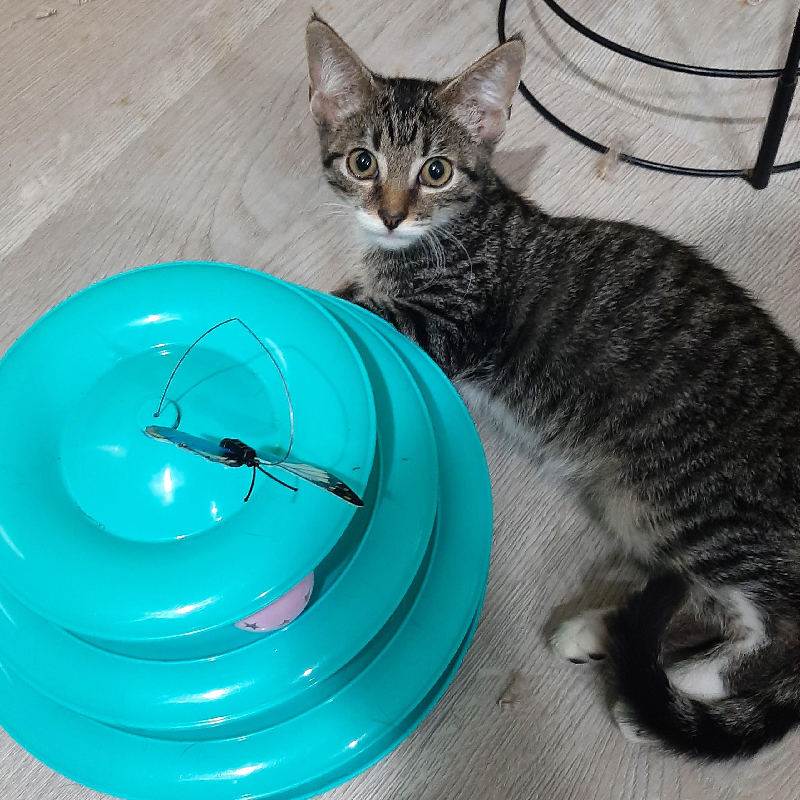 Enlarge Kevin, a Adoptable Tabby in Smithfield, NC image 5/5