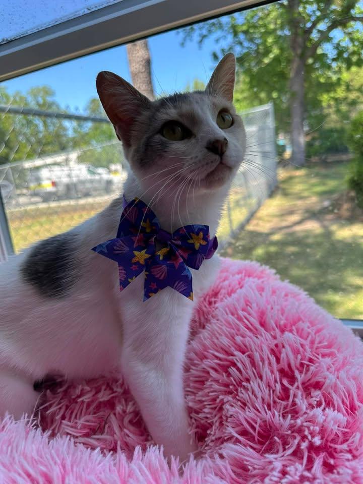 Enlarge Myla, a ADOPTABLE Calico in Wilmington, NC image 4/4