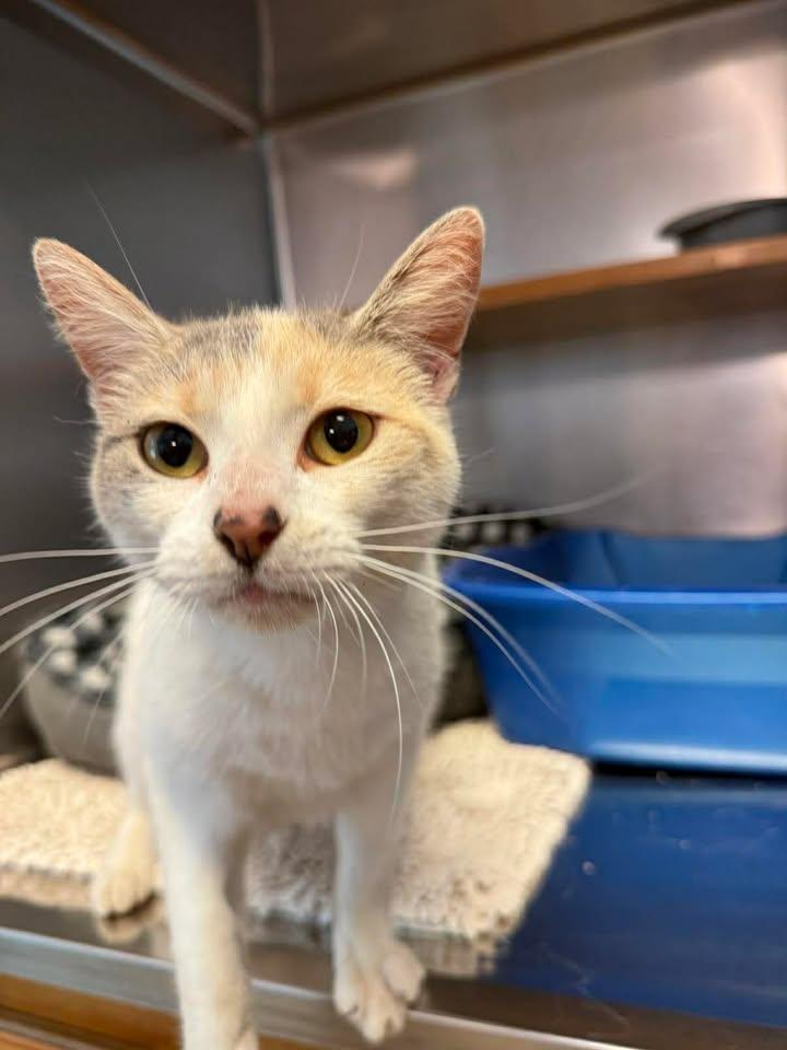 Enlarge Myla, a ADOPTABLE Calico in Wilmington, NC image 1/4