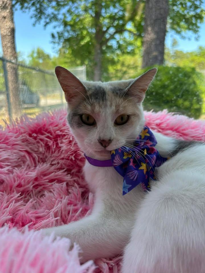 Enlarge Myla, a ADOPTABLE Calico in Wilmington, NC image 2/4