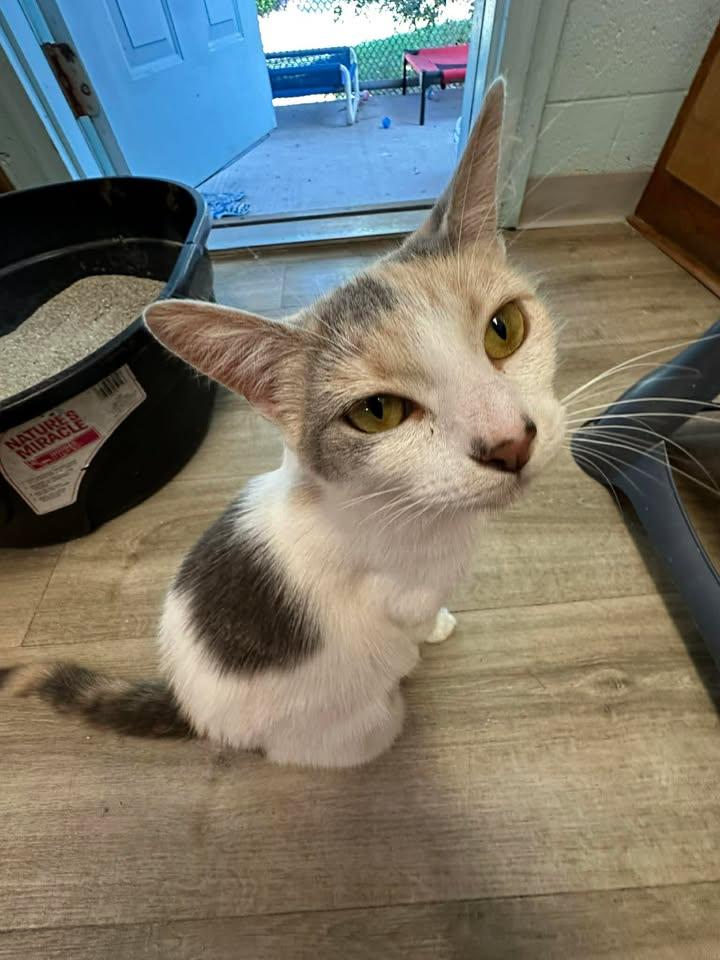 Enlarge Myla, a ADOPTABLE Calico in Wilmington, NC image 3/4