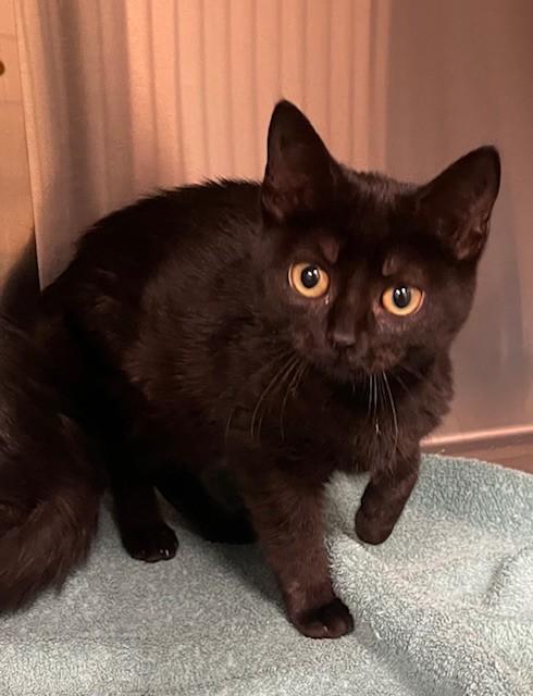 Enlarge Ginny, a Adoptable Domestic Short Hair in Prudenville, MI image 1/1