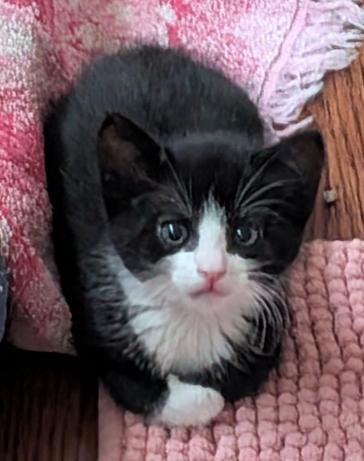 Enlarge Oscar, a ADOPTABLE mixed breed in Escondido, CA image 2/4