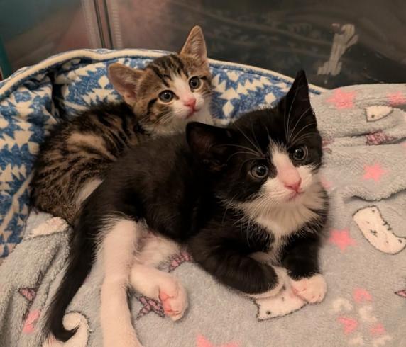 Enlarge Oscar, a ADOPTABLE mixed breed in Escondido, CA image 3/4