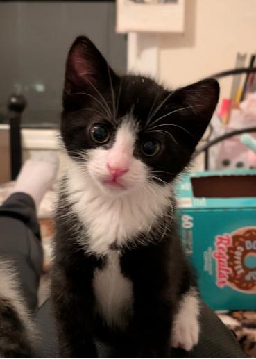 Enlarge Oscar, a ADOPTABLE mixed breed in Escondido, CA image 1/4