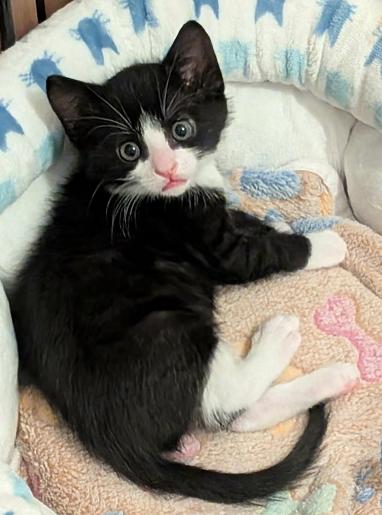 Enlarge Oscar, a ADOPTABLE mixed breed in Escondido, CA image 4/4