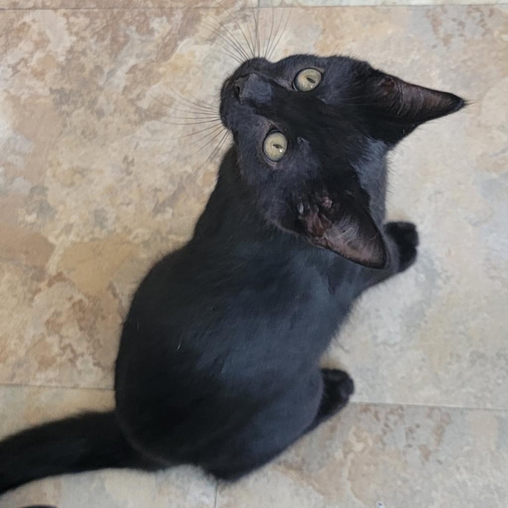 Marie, Adoptable, Adult Female Domestic Short Hair.