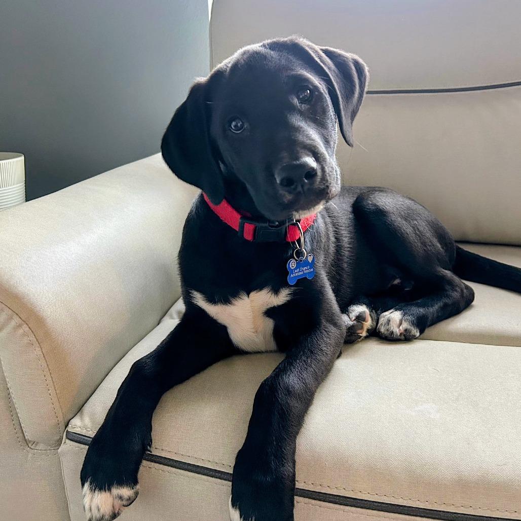 Bear Socks, Adoptable, Puppy Male Labrador Retriever & Mixed Breed.