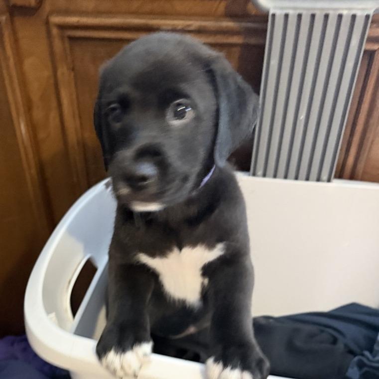 Enlarge Bear Socks, a Adoptable mixed breed in Little Rock, AR image 1/1