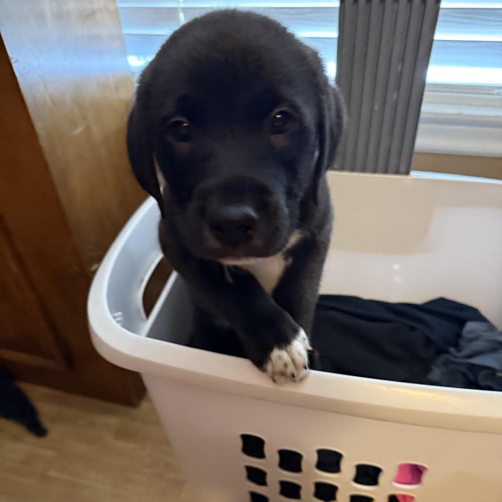 Enlarge Bear Socks, a Adoptable mixed breed in Little Rock, AR image 2/2