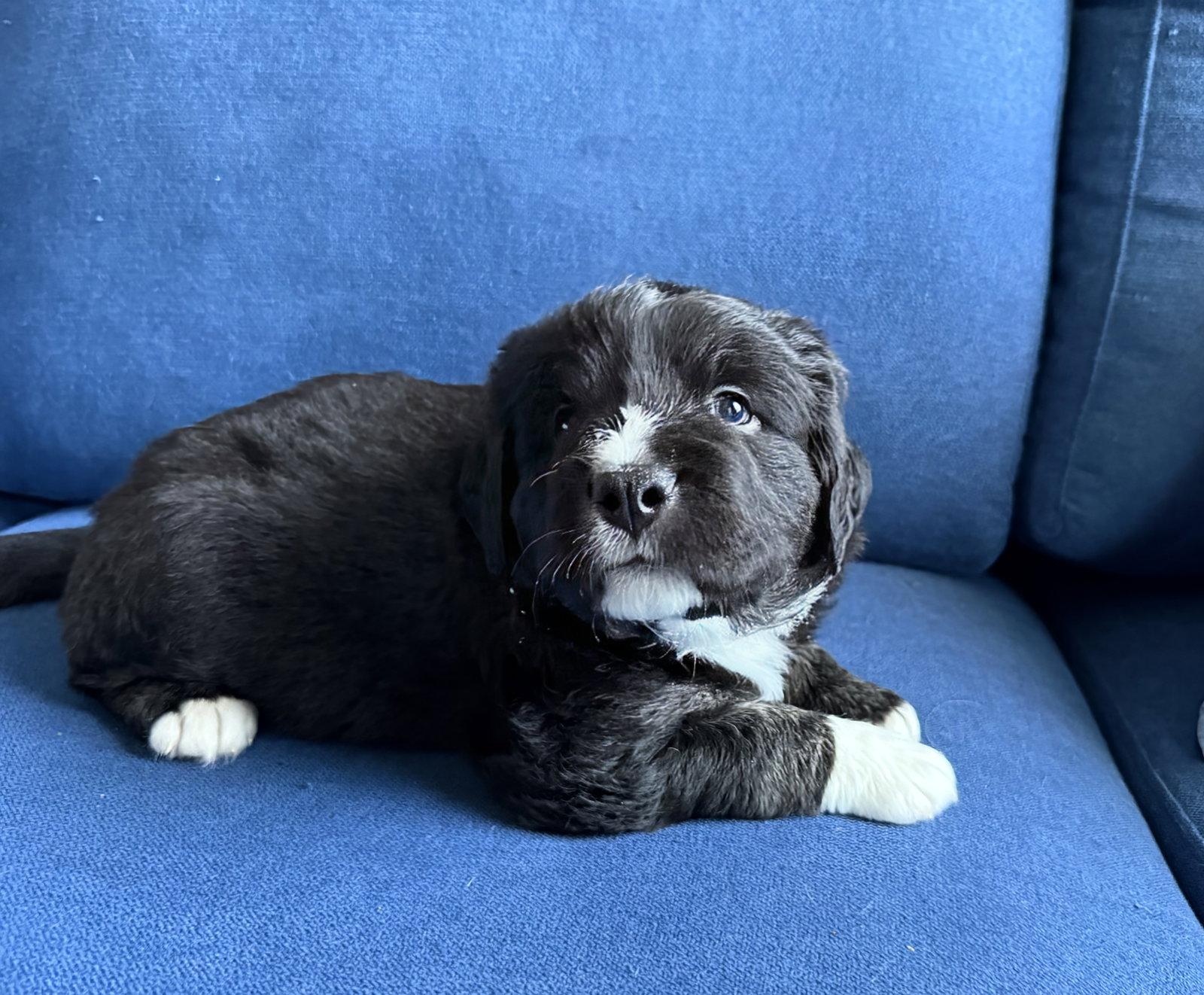 Enlarge Orion, a Adopted mixed breed in Woodbridge, CT image 1/2