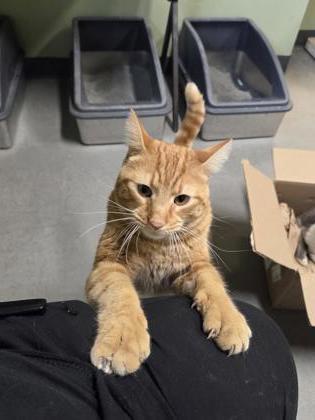 Dior, Adoptable, Adult Male Domestic Short Hair & Domestic Short Hair.