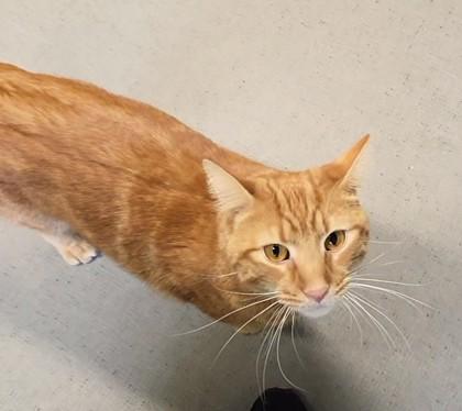 Enlarge Dior, a Adoptable Domestic Short Hair in South Bend, IN image 2/2