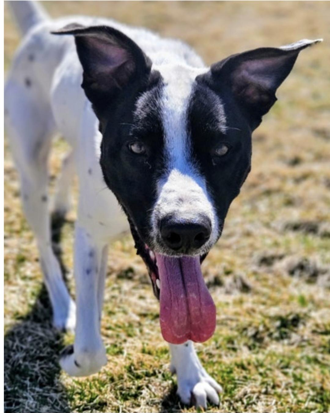 Enlarge Siona, a ADOPTABLE mixed breed in Salt Lake City, UT image 1/5