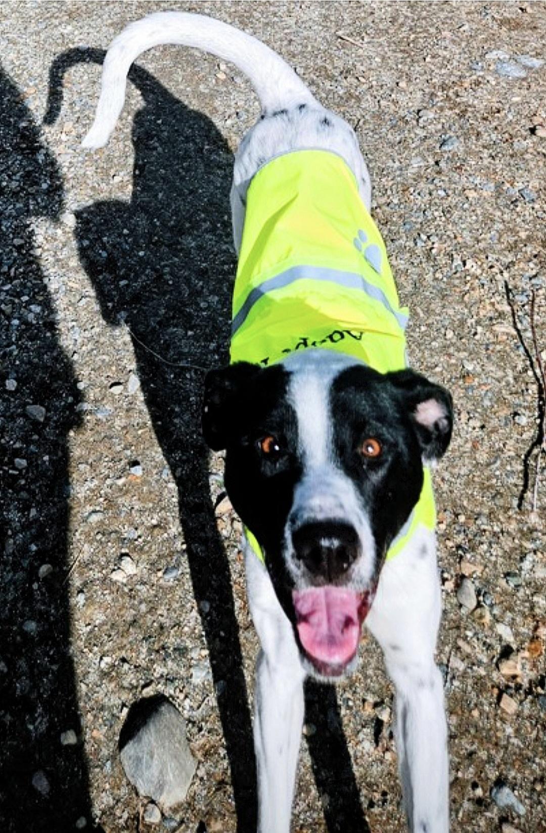 Enlarge Siona, a ADOPTABLE mixed breed in Salt Lake City, UT image 3/5