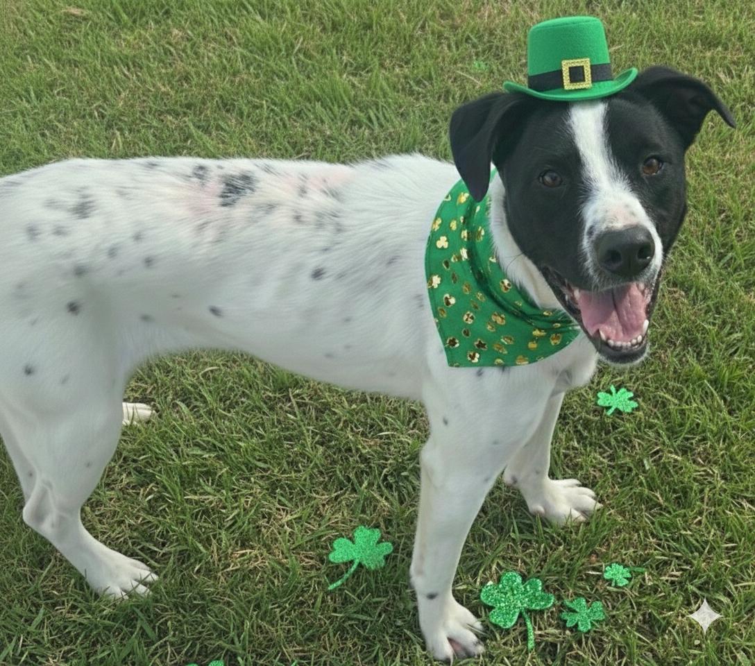 Enlarge Siona, a ADOPTABLE mixed breed in Salt Lake City, UT image 2/5