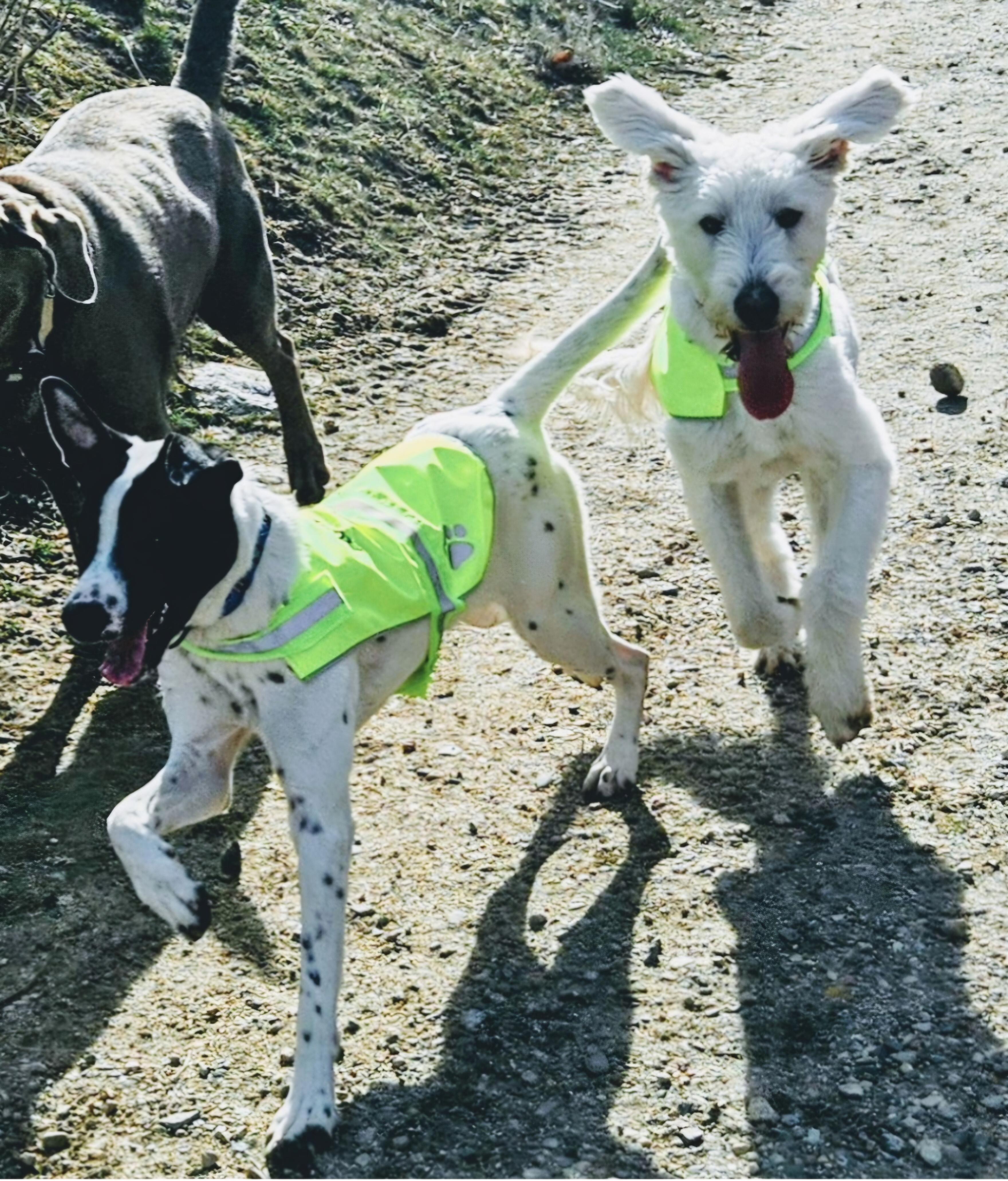 Enlarge Siona, a ADOPTABLE mixed breed in Salt Lake City, UT image 5/5