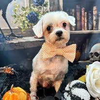 Bailey, Adoptable, Adult Male Shih Tzu.