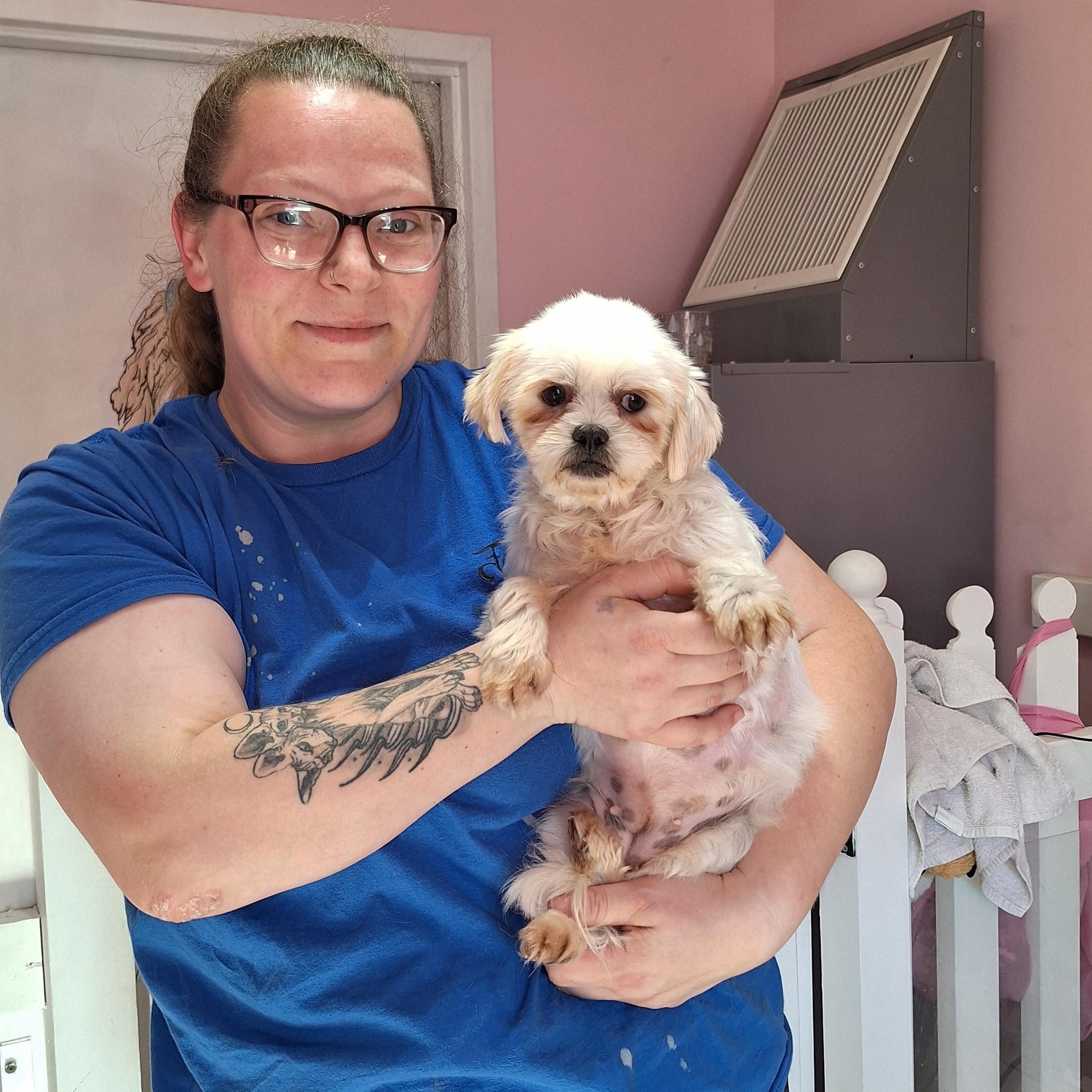 Bailey, Adoptable, Adult Male Shih Tzu.