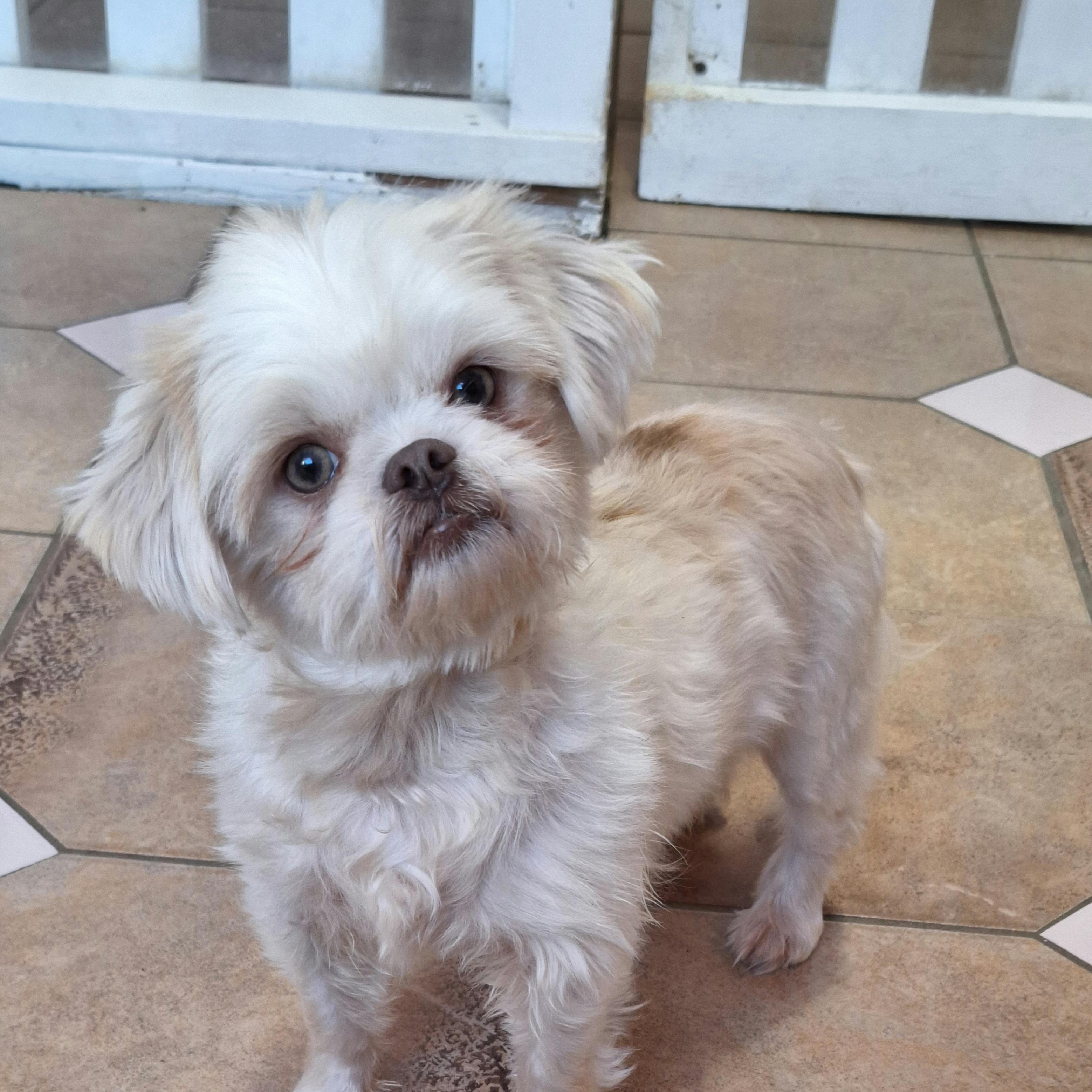 Bailey, a Adoptable Shih Tzu in Winchester, KY image 3/3