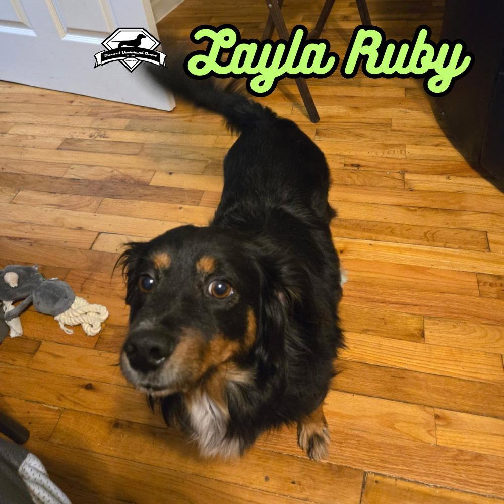 Layla Ruby, Adoptable, Adult Female Dachshund & Australian Cattle Dog / Blue Heeler.