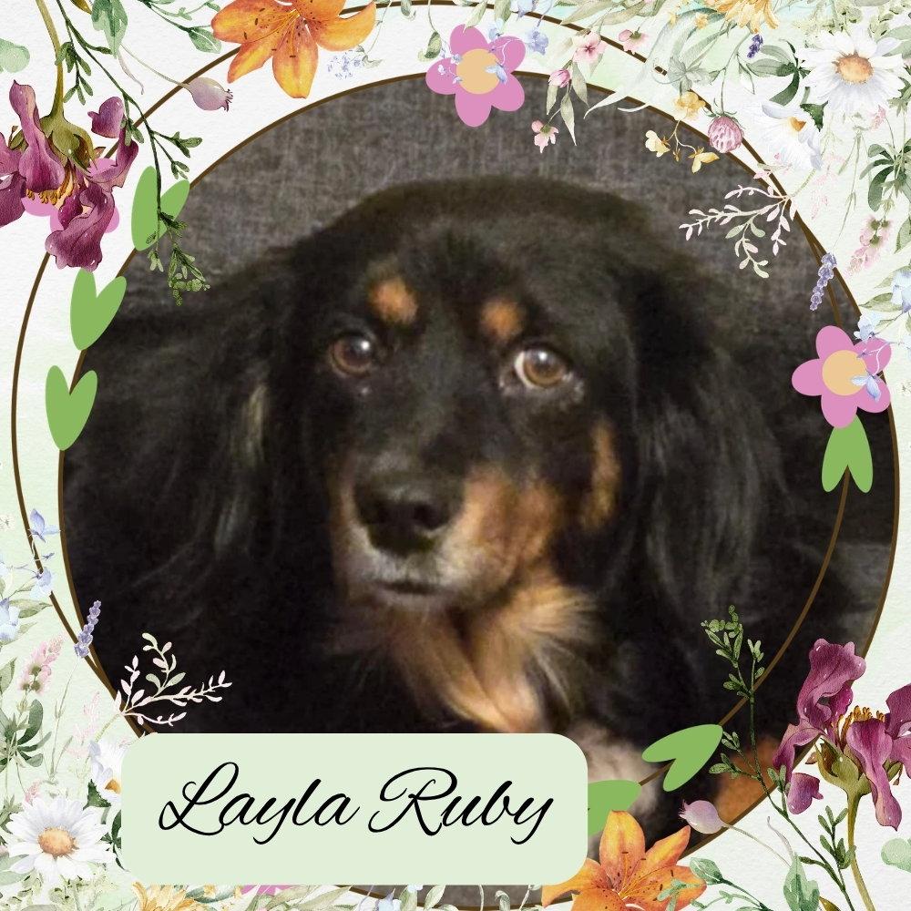 Layla Ruby, Adoptable, Adult Female Dachshund & Australian Cattle Dog / Blue Heeler.
