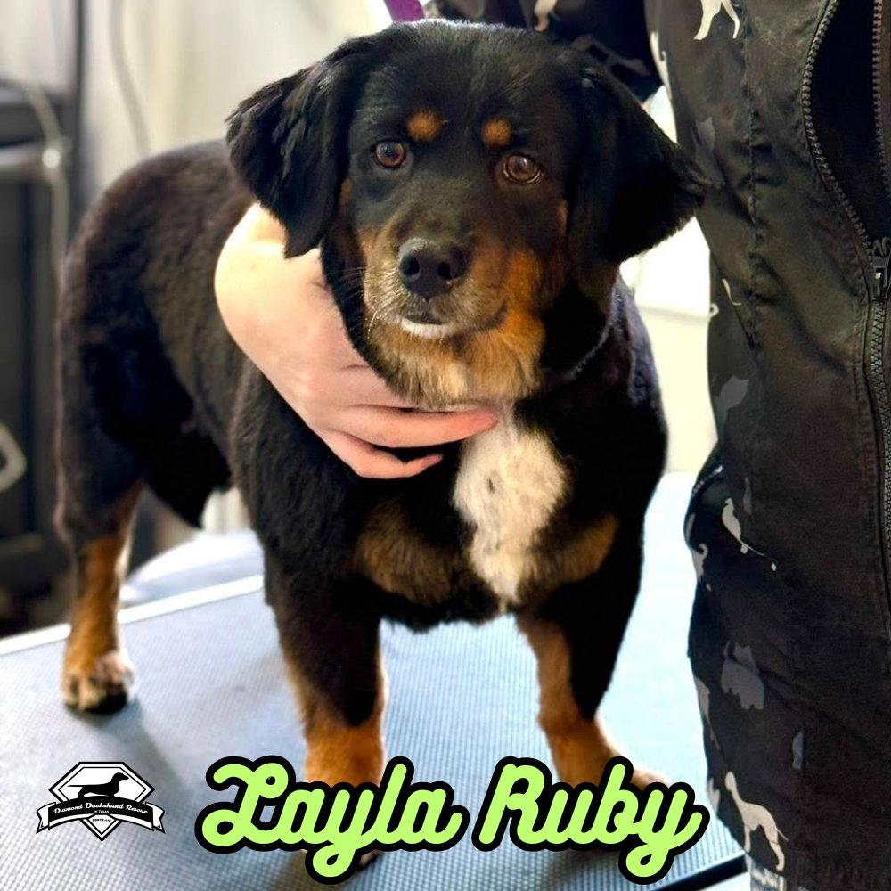 Enlarge Layla Ruby, a Adoptable mixed breed in San Antonio, TX image 2/3